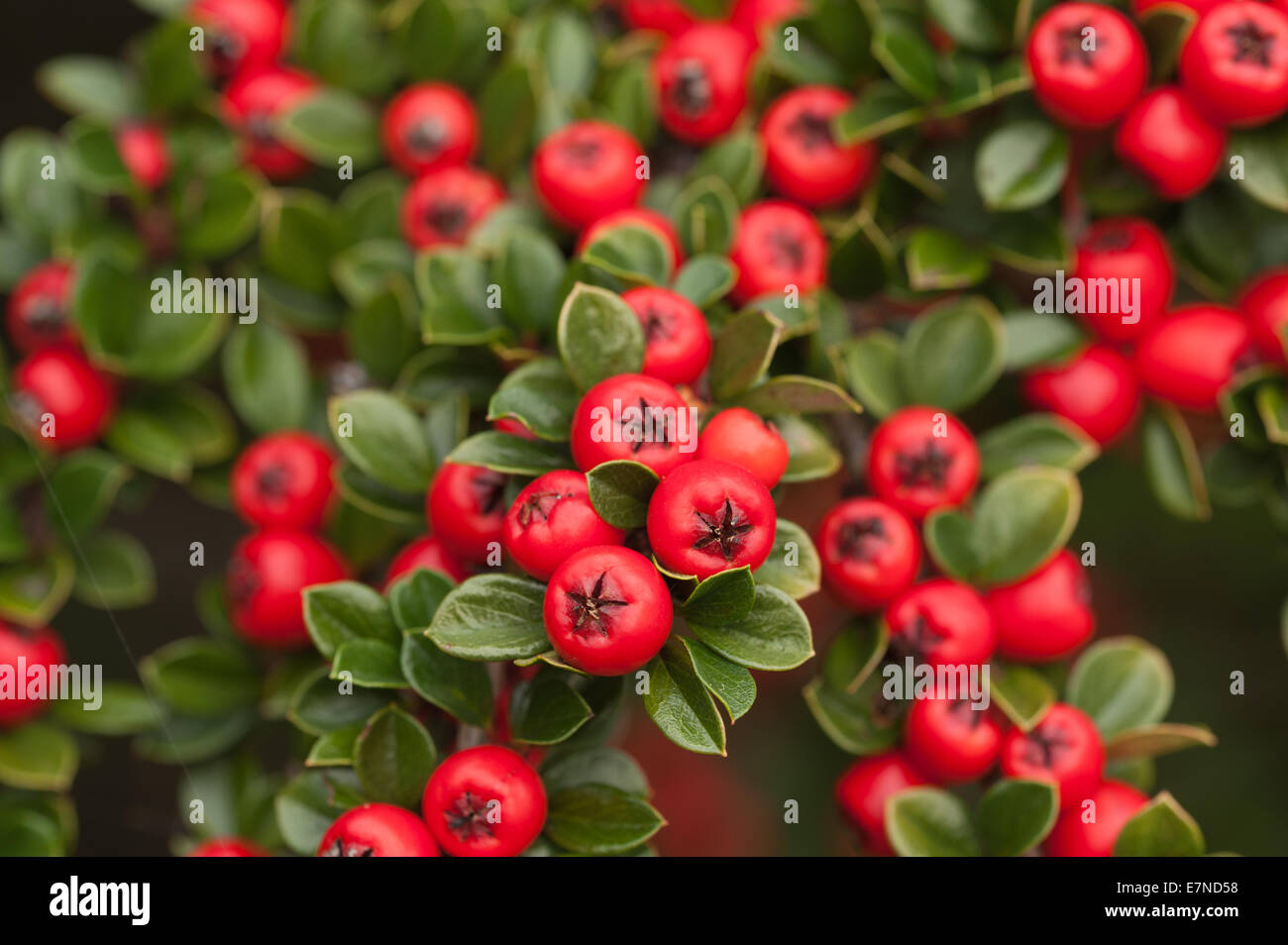 Les lignes de conduite de l'abondance de fruits rouges cottoneaster arbuste un grande source de nourriture pour les oiseaux pendant l'hiver et profondeur de champ Banque D'Images