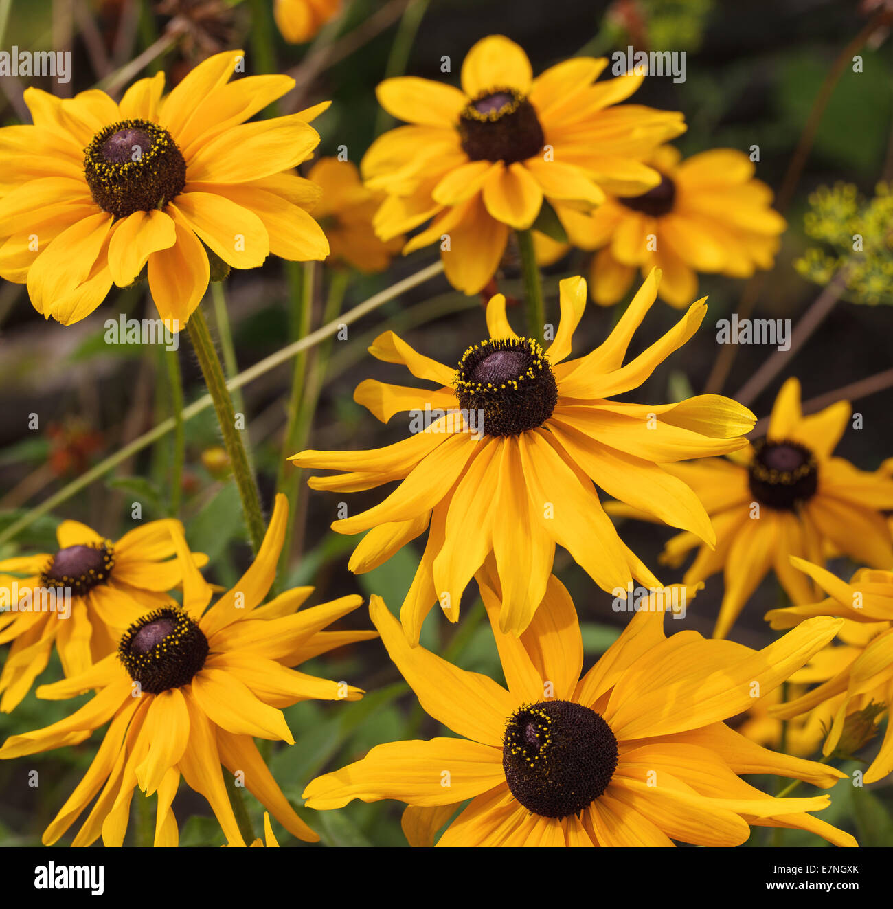 Cône jaune fleur (Rudbeckia) sur arrière-plan flou Banque D'Images