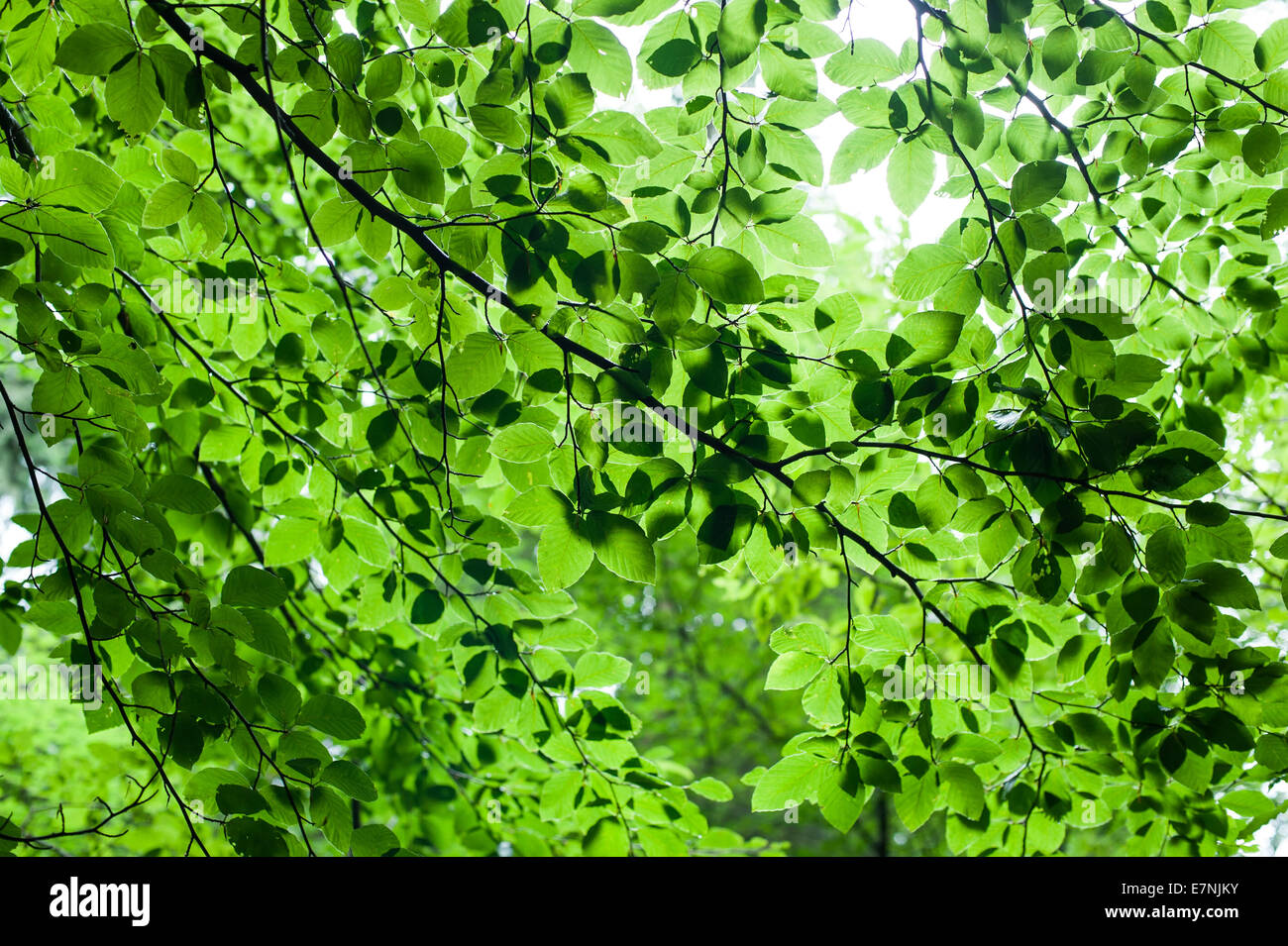 Abstrait d'arrière-plan avec des feuilles fraîches en été forest Banque D'Images