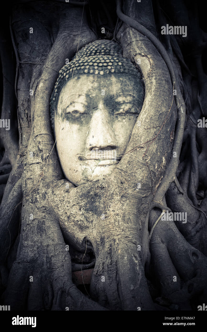 Tête de bouddha caché dans les racines de l'arbre. Ancienne sculpture en grès au Wat Mahathat. Ayutthaya, Thaïlande Banque D'Images