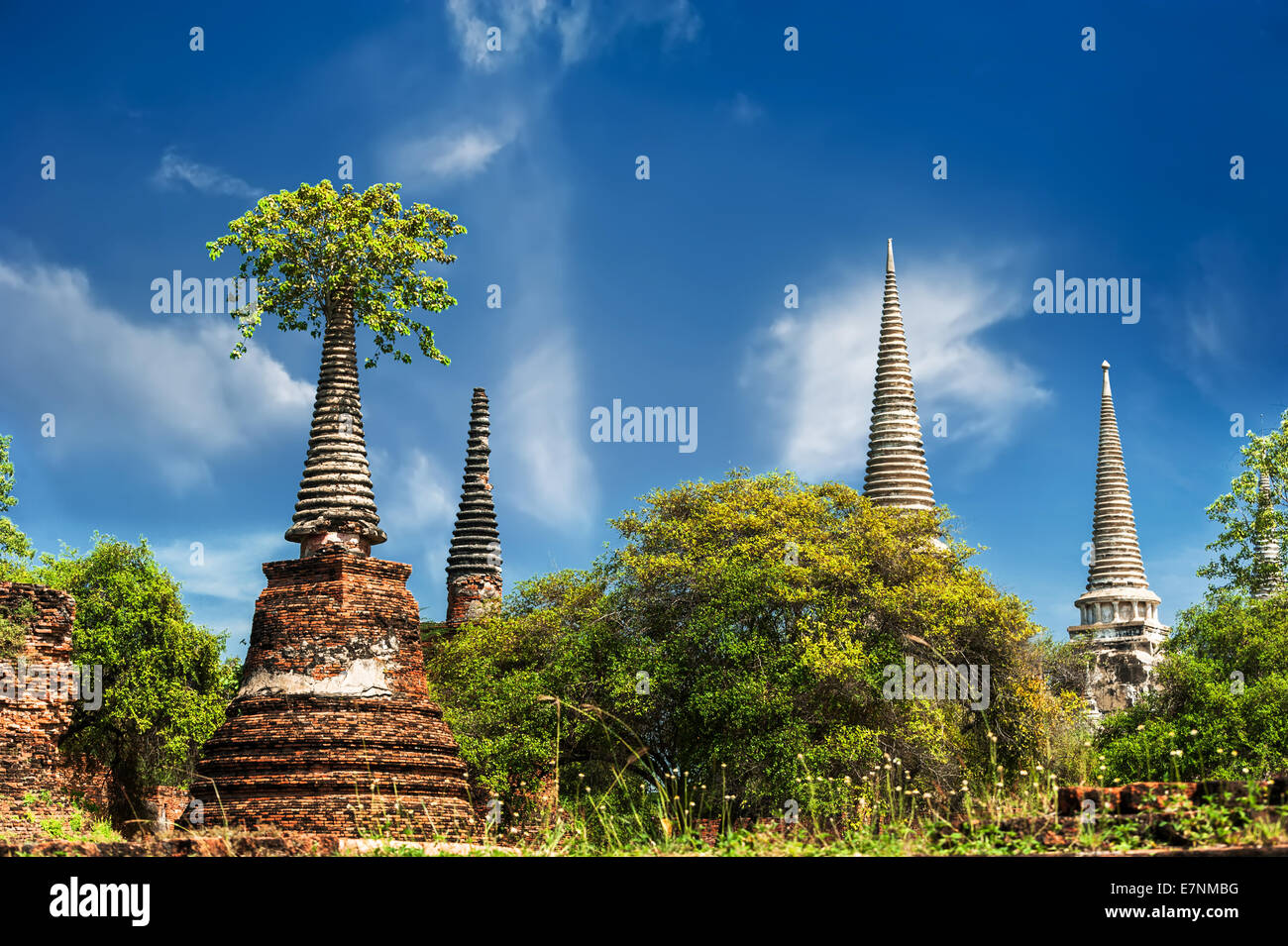 L'architecture religieuse de l'Asie. Ruines antiques avec les arbres en croissance sous ciel bleu. Ayutthaya, Thailand Travel paysage et gam Banque D'Images