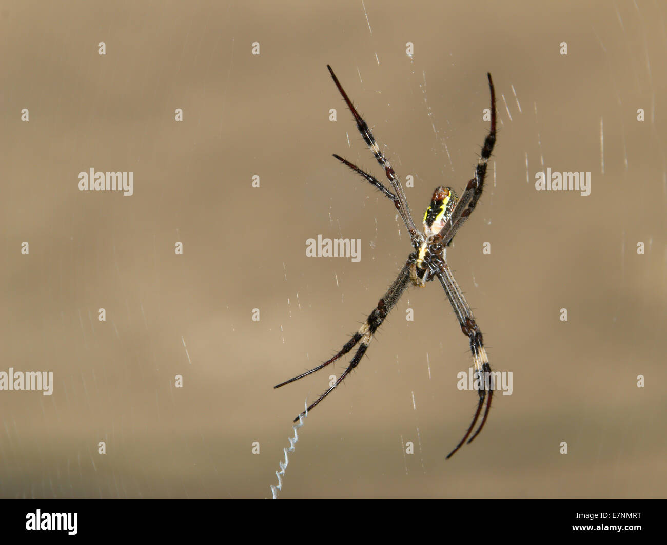 Saint Andrew's Cross Spider Banque D'Images