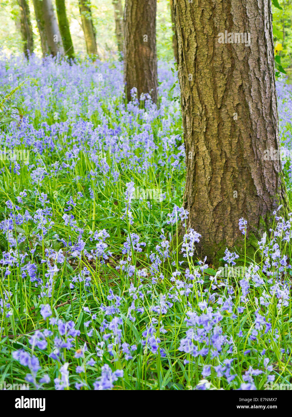 Bois Bluebell Banque D'Images