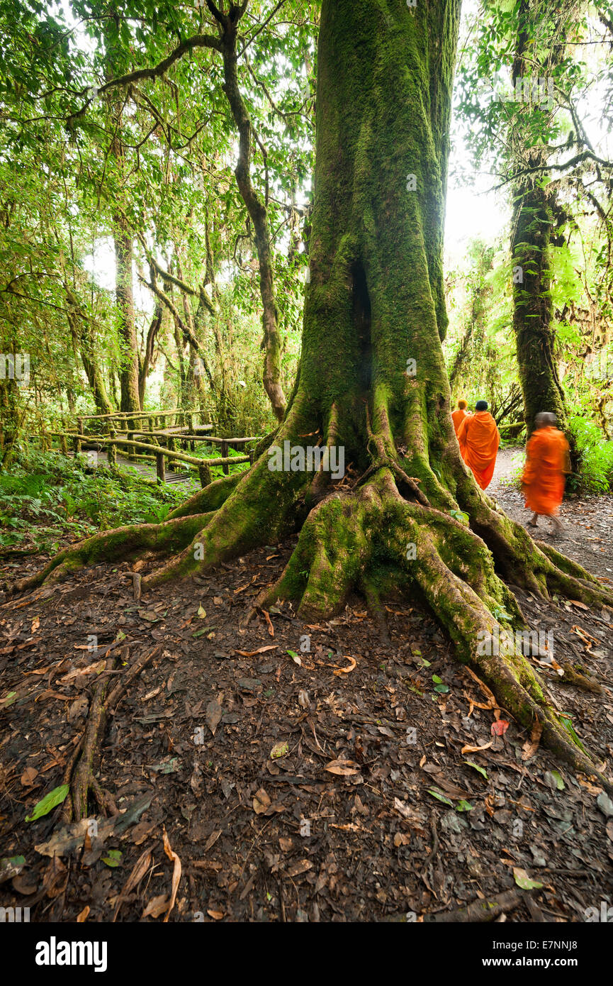 Les moines bouddhistes dans la forêt tropicale brumeuse. Rayons de soleil brillant à travers les arbres dans un paysage de jungle. Arrière-plan de voyage à l'Inth Doi Banque D'Images Les moines bouddhistes dans la forêt tropicale brumeuse. Rayons de soleil brillant à travers les arbres dans un paysage de jungle. Arrière-plan de voyage à l'Inth Doi Banque D'Images