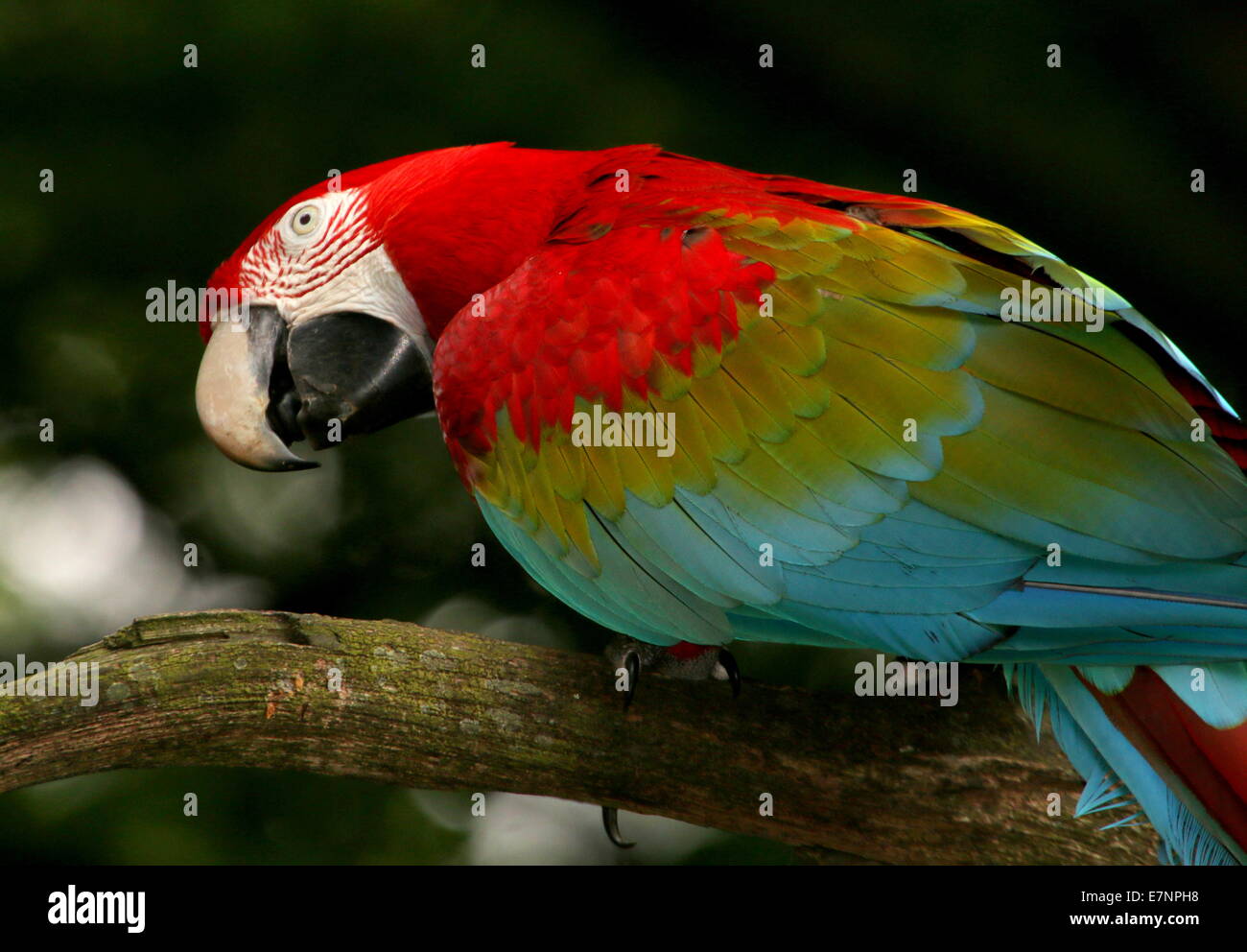 Le rouge et vert Macaw (Ara chloropterus) aka Green-winged Macaw posant sur une branche, regardant par-dessus son épaule Banque D'Images