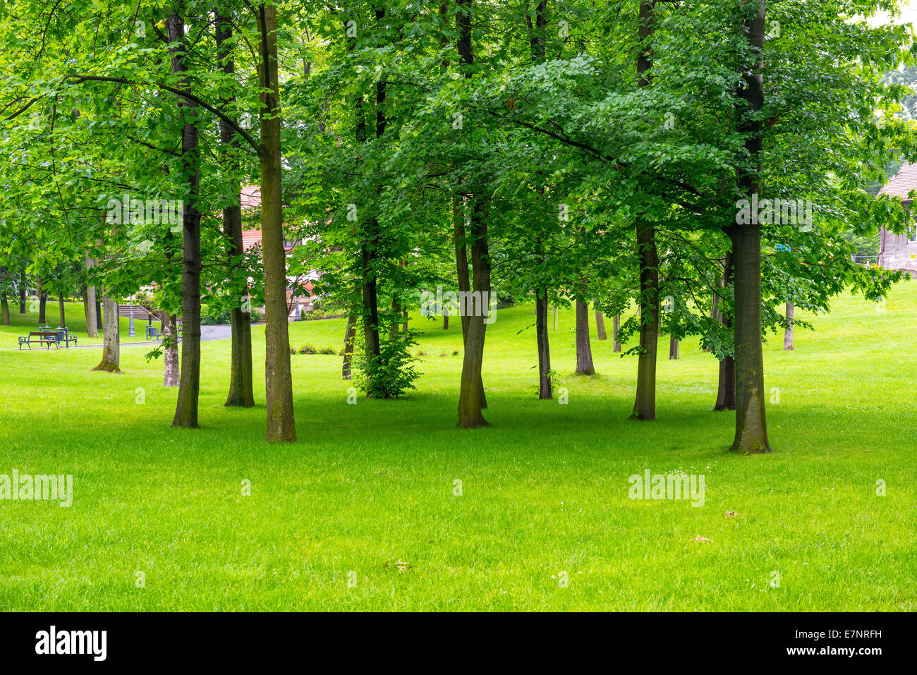 Pelouse verte avec des arbres en parc sous lumière ensoleillée Banque D'Images