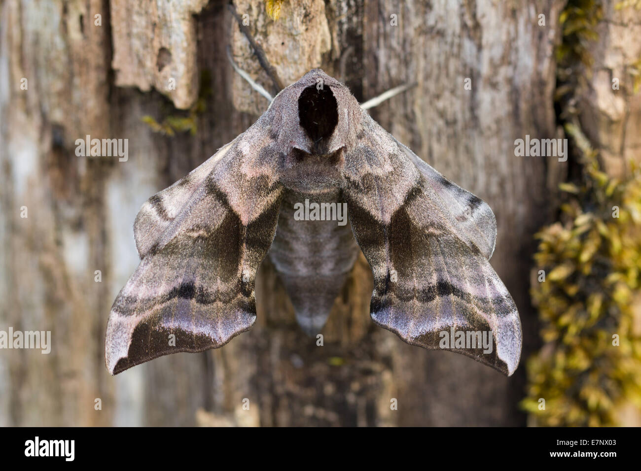 Animal, insecte, Papillon, Hawk-Moth Hawk-Moth, Eyed, Sphingidae, Lepidoptera, Smerinthus ocellata, Suisse Banque D'Images