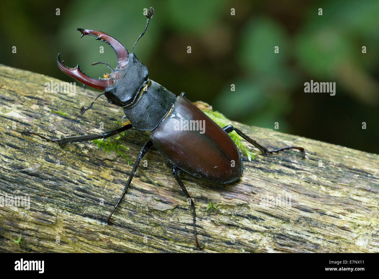Animal, insecte, Coleoptera, Lucanus cervus, Arthropoda, coléoptère, Stag Beetle, forêt, bois mort, Suisse Banque D'Images