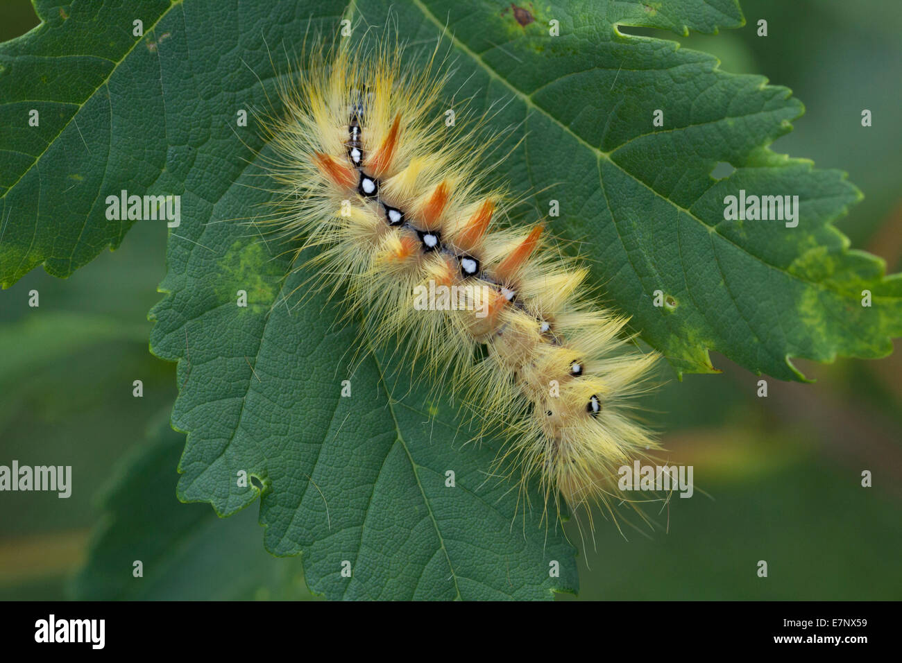 Animal, insecte, Papillon, Papillon, Caterpillar, le sycomore, Acronicta aceris, Noctuidae, Lepidoptera, Suisse Banque D'Images