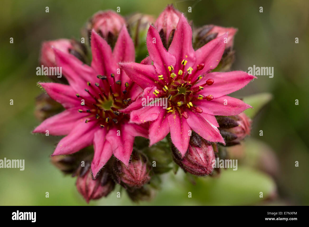 La nature, Plante, fleur, Lila, houseleeks, Sepervivum, Crassulaceae, Suisse Banque D'Images