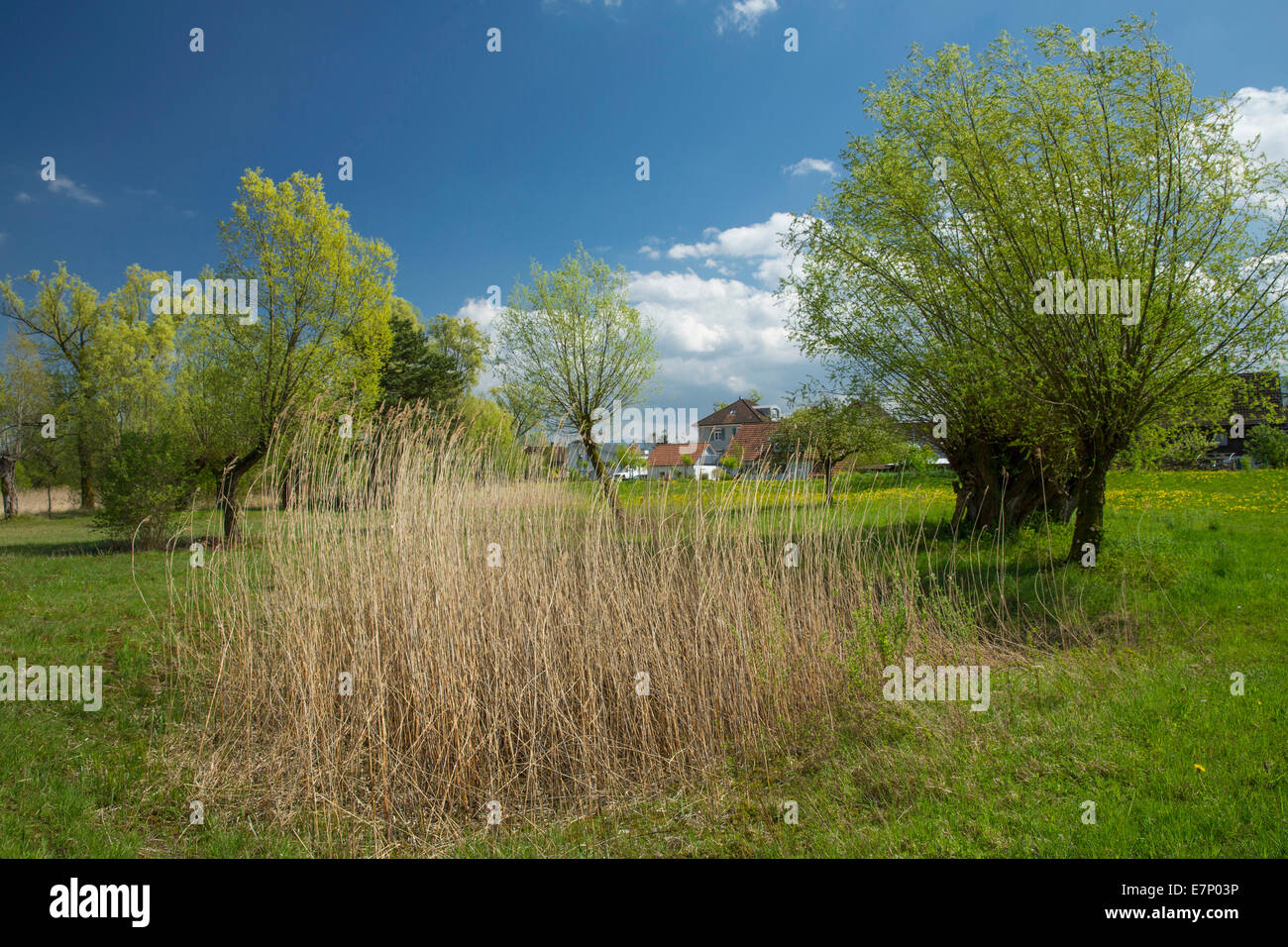 Altenrhein, printemps, SG, canton de Saint-Gall, village, Thalès, Staad, Altenrhein, Suisse, Europe, Banque D'Images