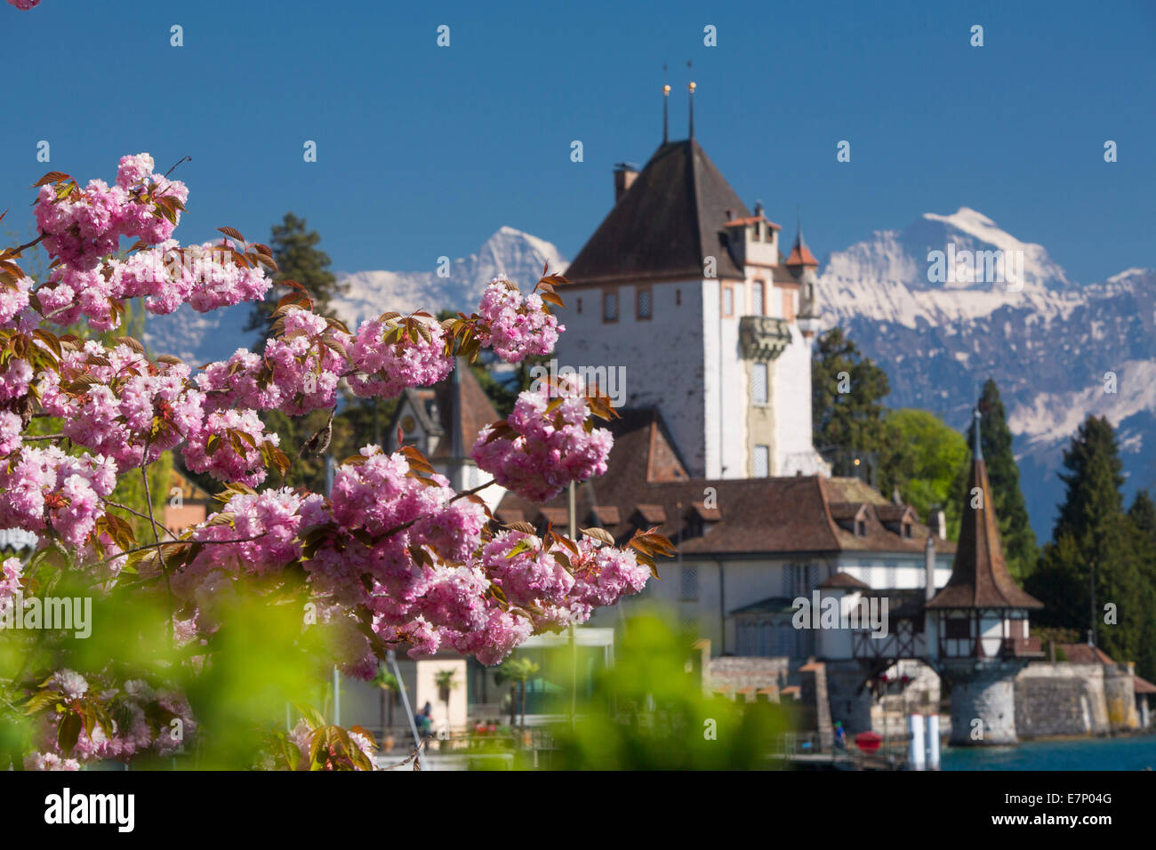 Château Printemps Oberhofen Lac De Thoune Printemps
