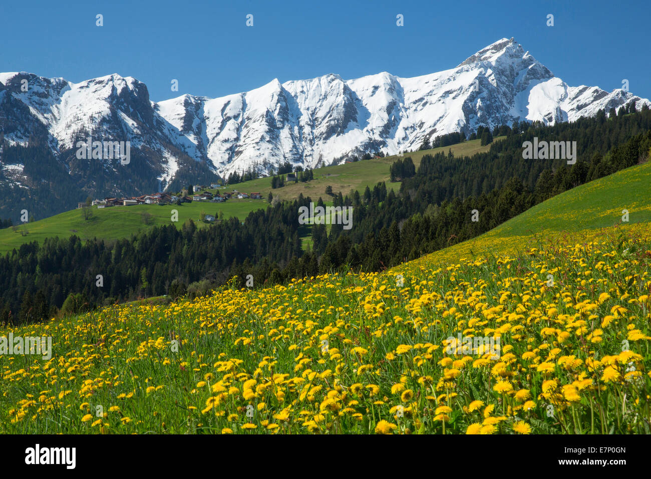 Domleschg, violin, Heinzenberg, Piz Beverin, Domleschg, GR, canton, Grisons, Grisons, printemps, montagne, montagnes, flo Banque D'Images