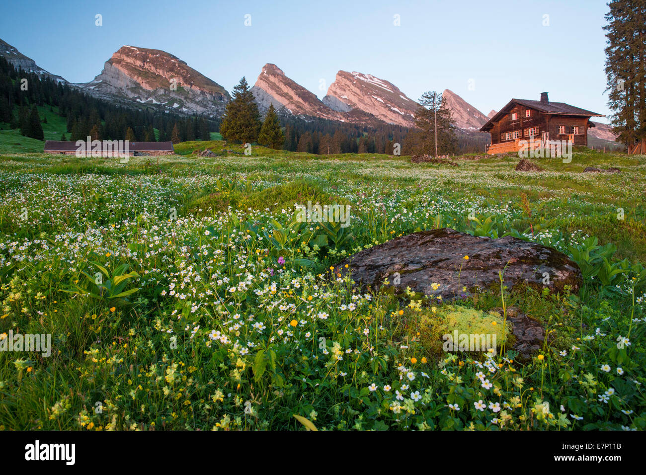 Alp Sellamatt, Churfirsten, Churfirsten, montagne, montagnes, fleur, fleurs, SG, canton de Saint-Gall, Toggenburg, pré, hut SA Banque D'Images