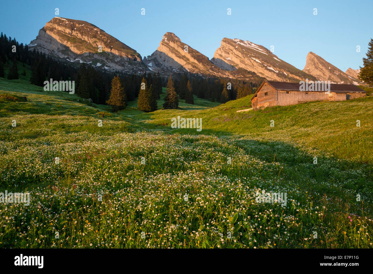 Alp Sellamatt, Churfirsten, Churfirsten, montagne, montagnes, fleur, fleurs, SG, canton de Saint-Gall, Toggenburg, pré, hut SA Banque D'Images