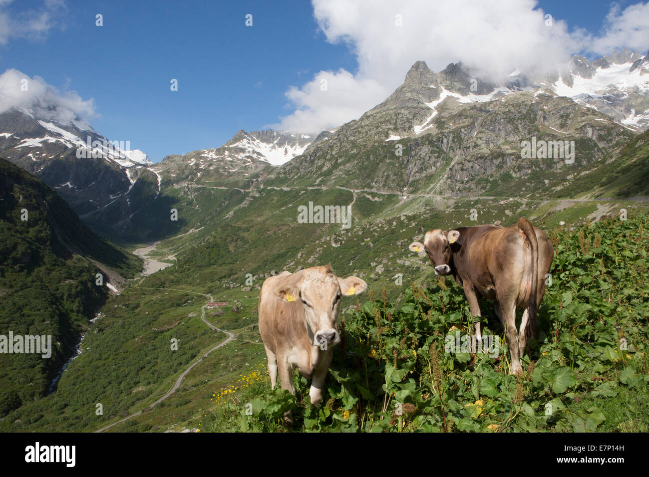 Genève, Suisse, Europe, Alpes, vaches, paysage, montagne, col, neige, printemps, touristique, voyage, route, Banque D'Images