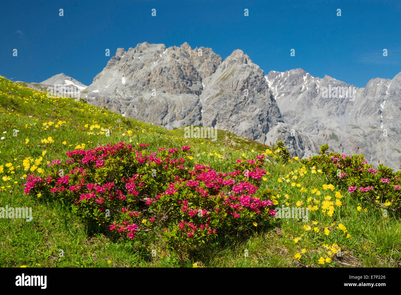 La vallée de Münster, GR, fleurs des Alpes, Val Mora, GR, montagne, montagnes, canton, GR, Grisons, Grisons, Unterengadin, Enga Banque D'Images