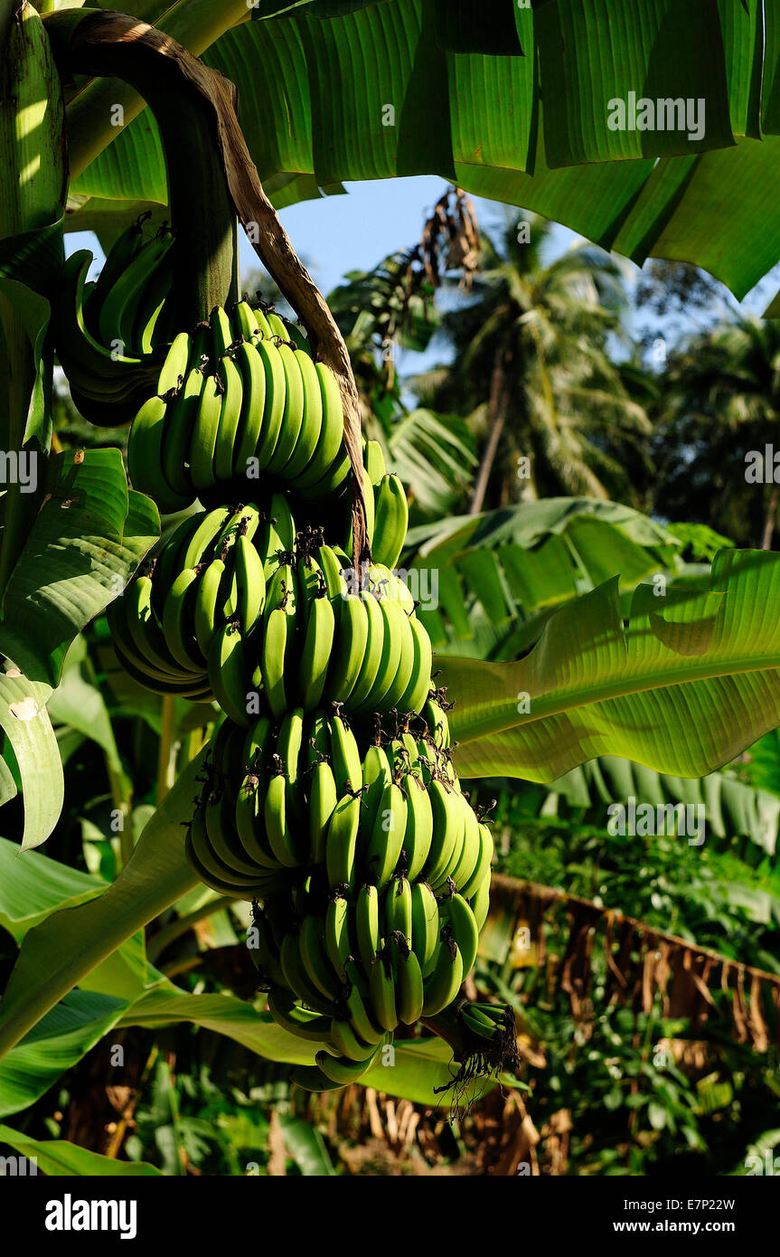 Régime de bananes, bananes, Musa sp., Thailande, Asie, fruits, vertical, vert, de l'alimentation Banque D'Images