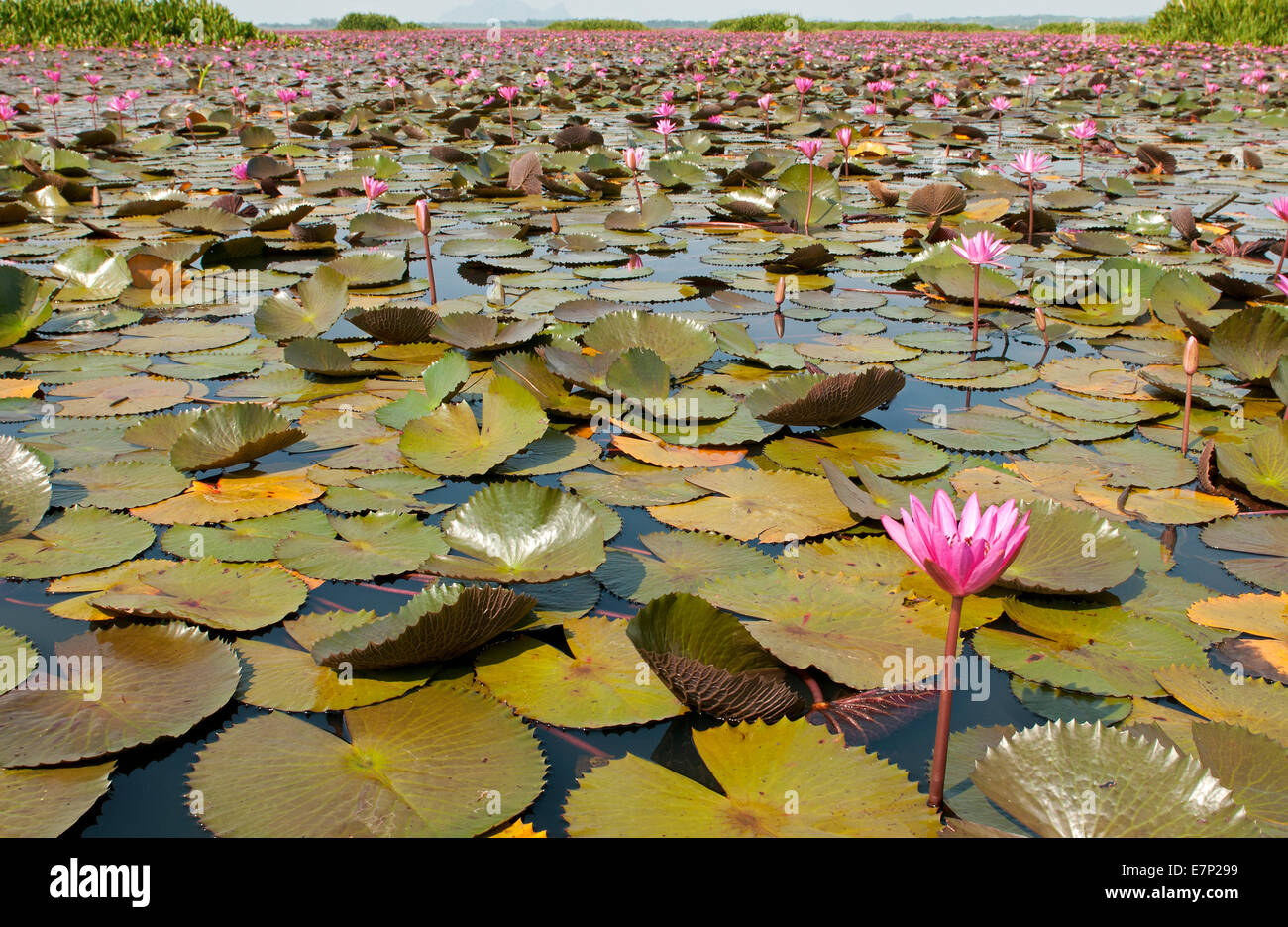 Water Lily, rose, lotus rose, nymphaea pubescens, Thailande, Asie, Banque D'Images