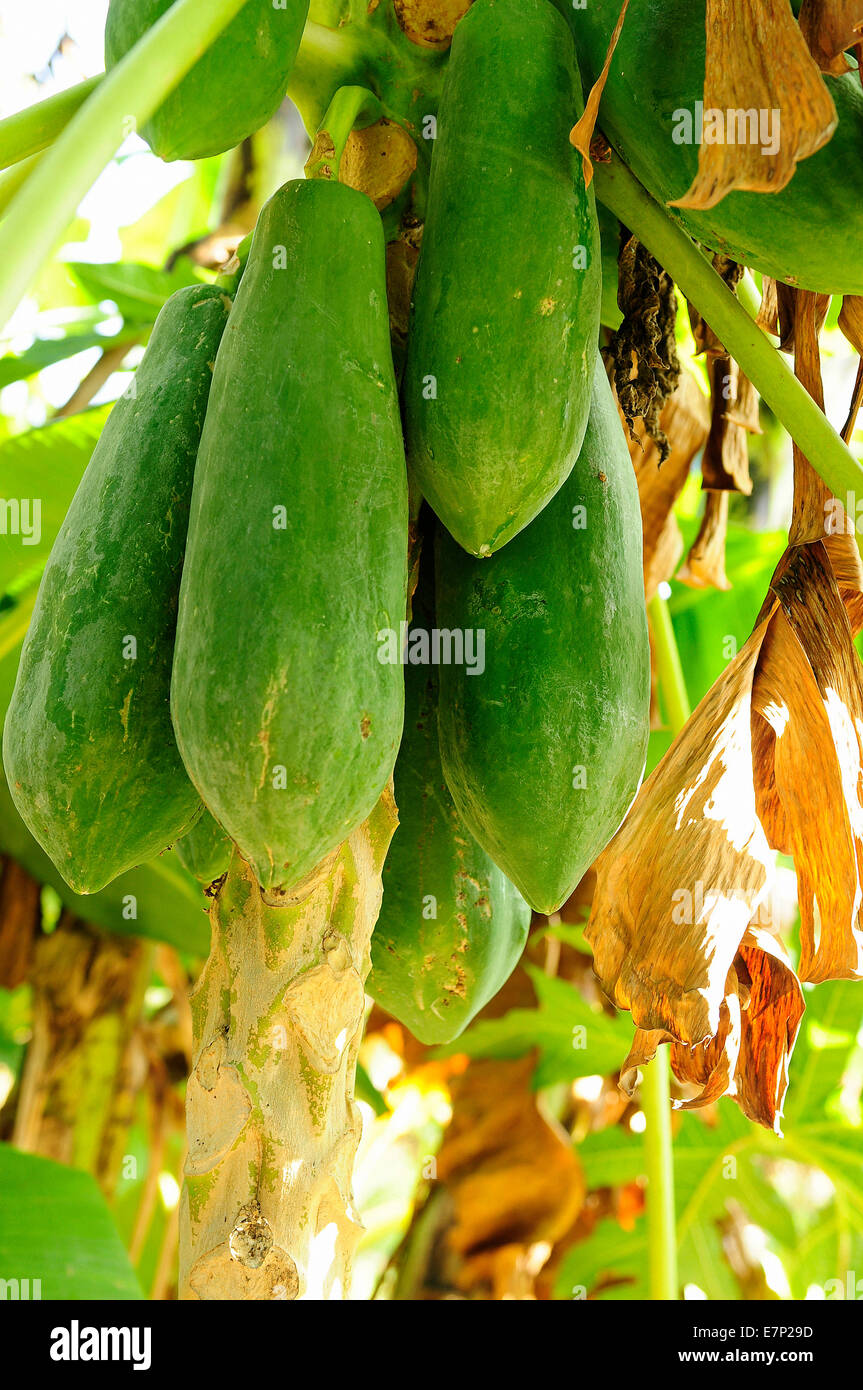 La Papaye Verte, Carica papaya, Thailande, Asie, des fruits, de l'alimentation Banque D'Images