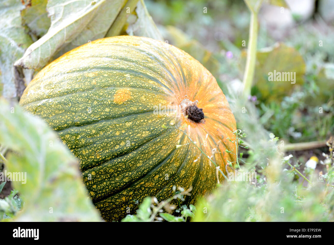 Citrouille, Cucurbita, plantes, citrouilles, produit sur le terrain, des légumes, des plantes, de l'Allemagne Banque D'Images