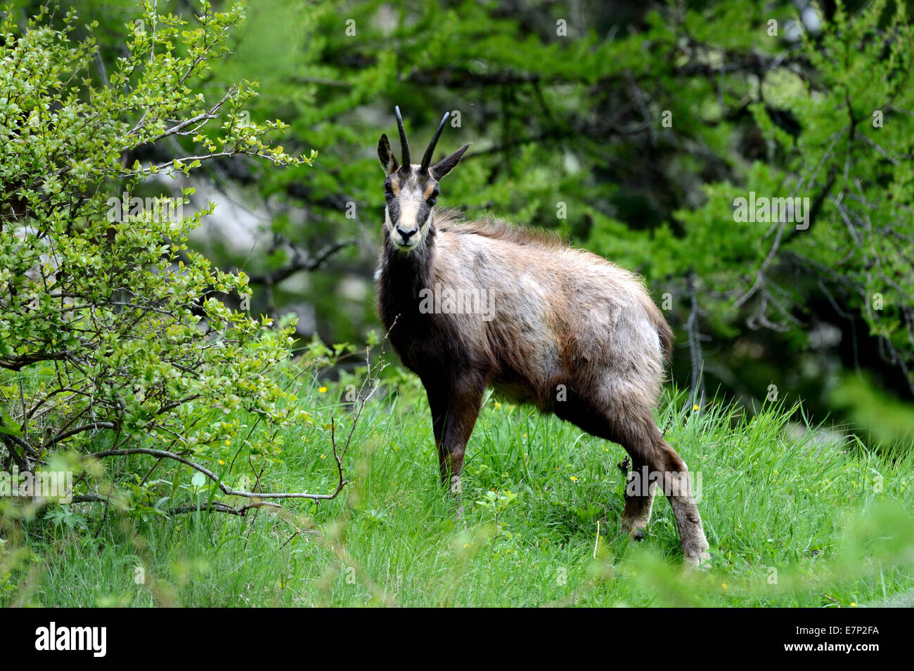 Chamois, chamoises, Rupicapra, animaux, animaux sauvages, Allemagne Banque D'Images