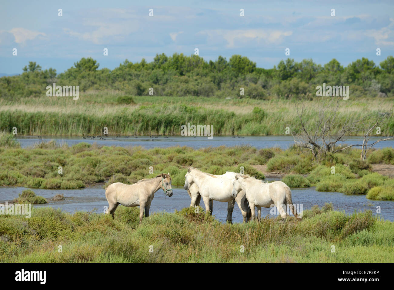 Europe, France, Languedoc- Roussillon, la Camargue, les chevaux, les chevaux blancs, gris, chevaux, animaux de la faune des zones humides, troupeau, Banque D'Images Europe, France, Languedoc- Roussillon, la Camargue, les chevaux, les chevaux blancs, gris, chevaux, animaux de la faune des zones humides, troupeau, Banque D'Images
