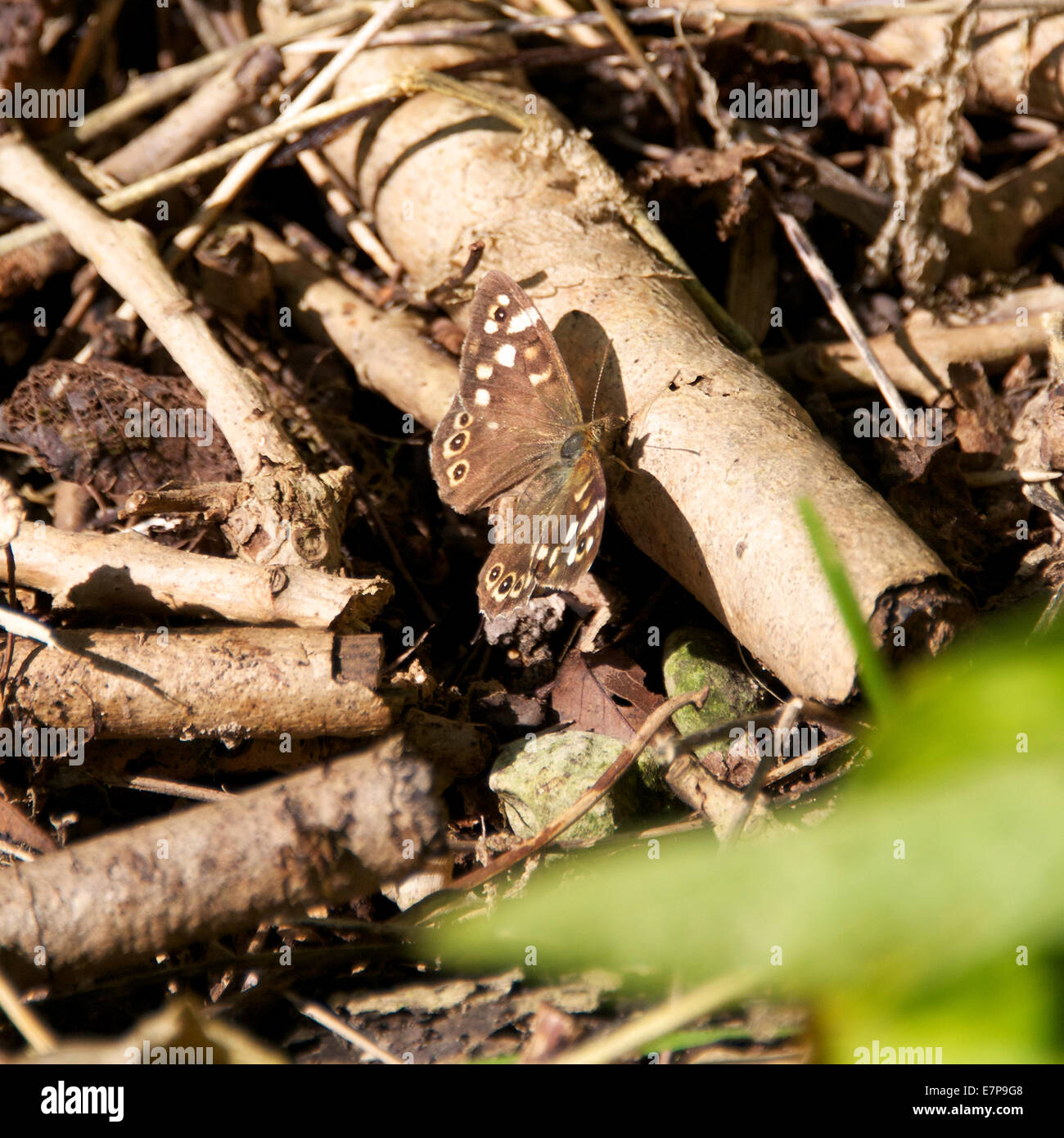 Météo Royaume-uni Reigate, Surrey. Lundi 22 septembre 2014. Un papillon en bois tacheté 'Pararge aegeria' repose dans le sous-bois dans les bois au pied des dunes du nord, Reigate, Surrey : Crédit photo par Lindsay Le gendarme / Alamy Live News Banque D'Images