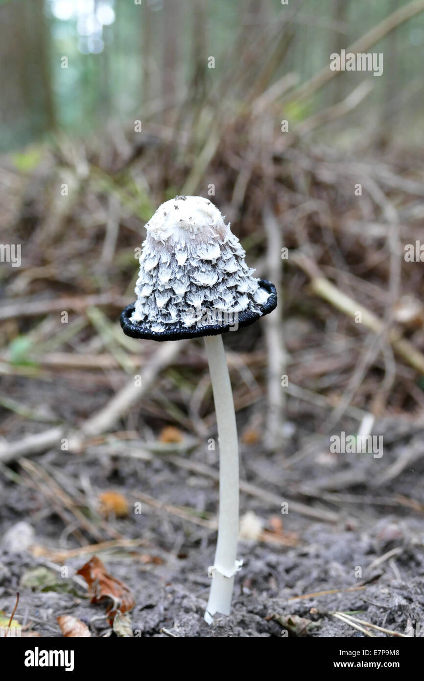 Coprinus comatus Champignons Banque D'Images