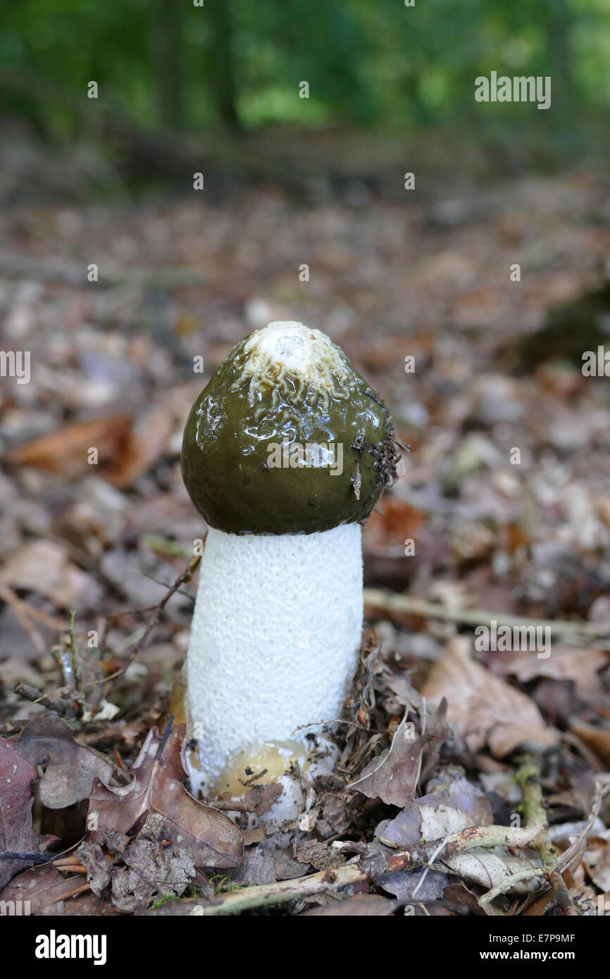 De Grote Phallus impudicus, stinkzwam. Stjonkswam. Banque D'Images