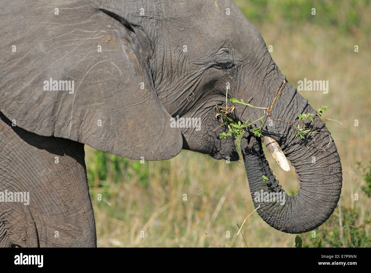 Les jeunes à l'aide de la végétation de l'alimentation de l'Eléphant d'Afrique son tronc Banque D'Images