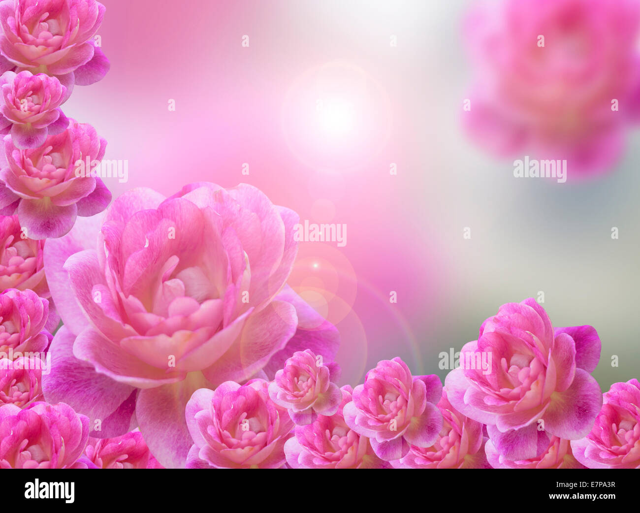Roses rose background représente la nature abstraite de l'amour. Banque D'Images