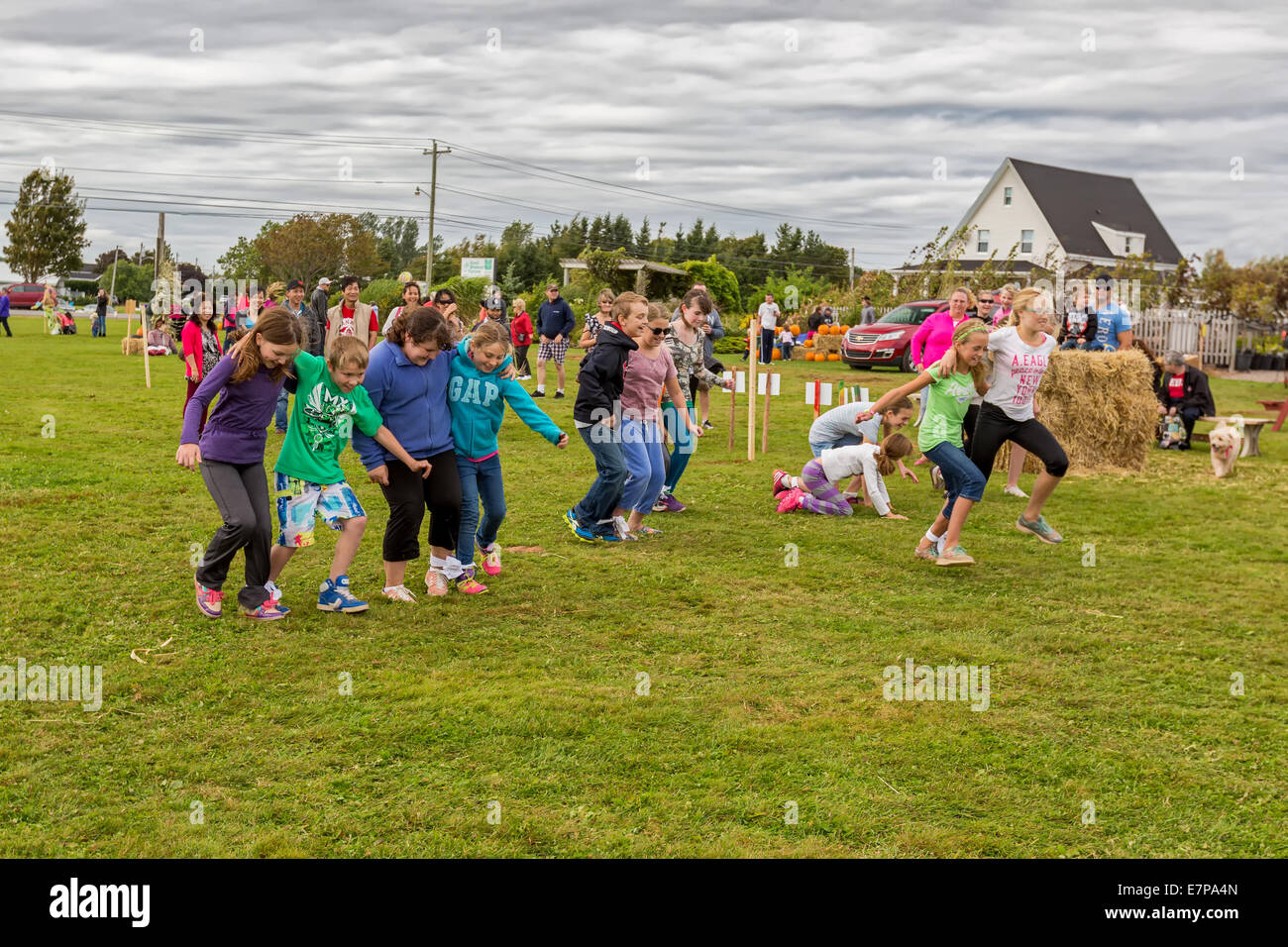 Summerside, Prince Edward Island, Canada, 21 sept., 2014. Les participants à la course de trois pattes à un événement de la Journée agricole portes ouvertes à Summerside, Î. L'événement de la Journée agricole portes ouvertes est organisé chaque année et voir plus de 20 exploitations agricoles de l'Île du Prince Édouard ouvert au public offrant des activités amusantes et interactives pour en apprendre davantage sur la vie à la ferme. Credit : Verena Matthieu/Alamy Live News Banque D'Images
