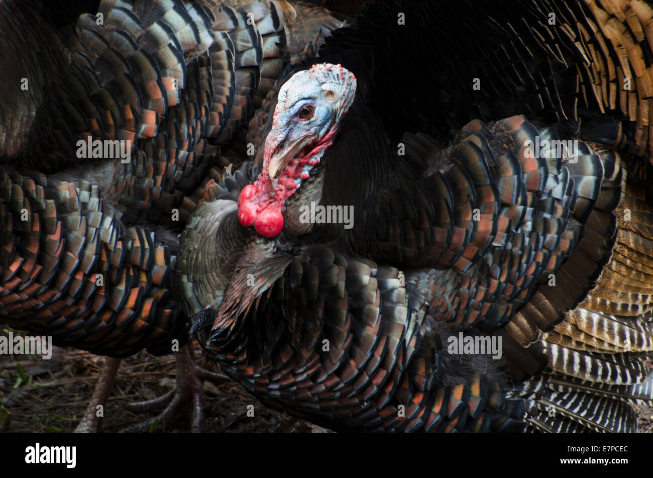 Le Dindon sauvage (Meleagris gallopavo) Mâle wattles gorgées de sang pour attirer les femelles pendant la saison de reproduction. Sierra foothil Banque D'Images