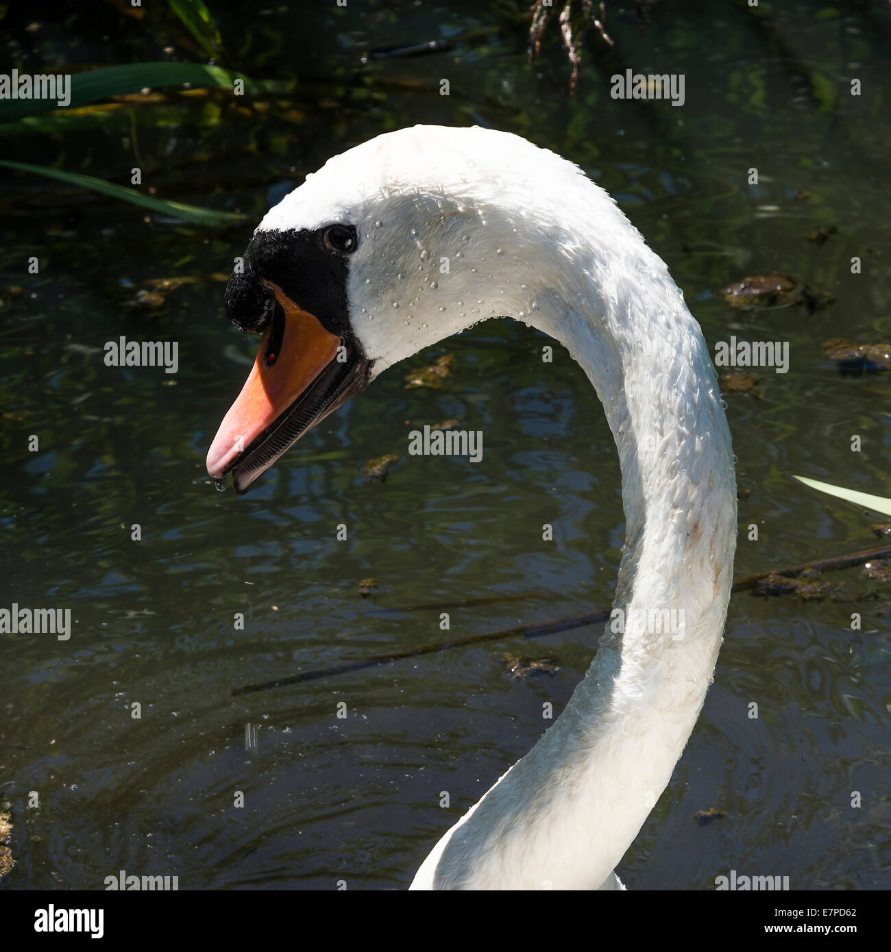 Libre de tête et facture Orange d'un mâle Cygne Muet à Fairburn Ings près de Castleford West Yorkshire Angleterre Royaume-Uni UK Banque D'Images