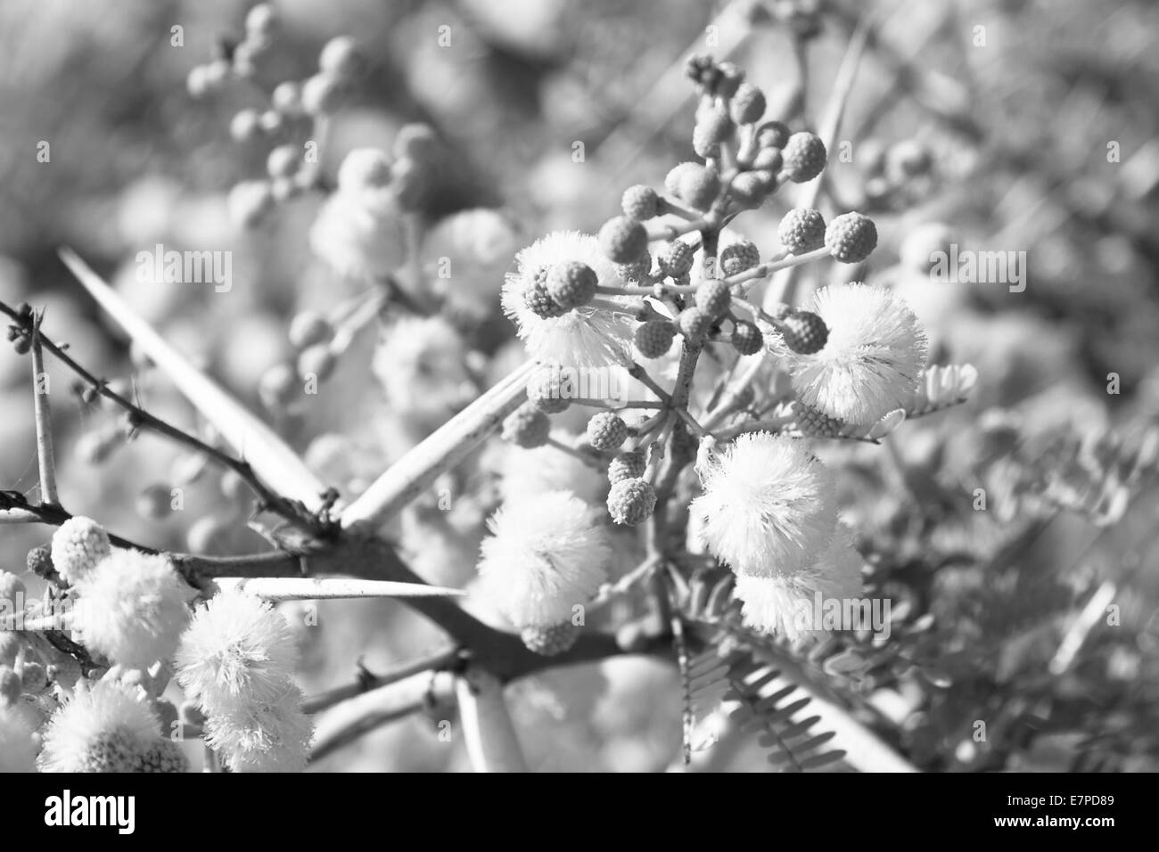 La flore du Parc National de Souss Massa Banque D'Images