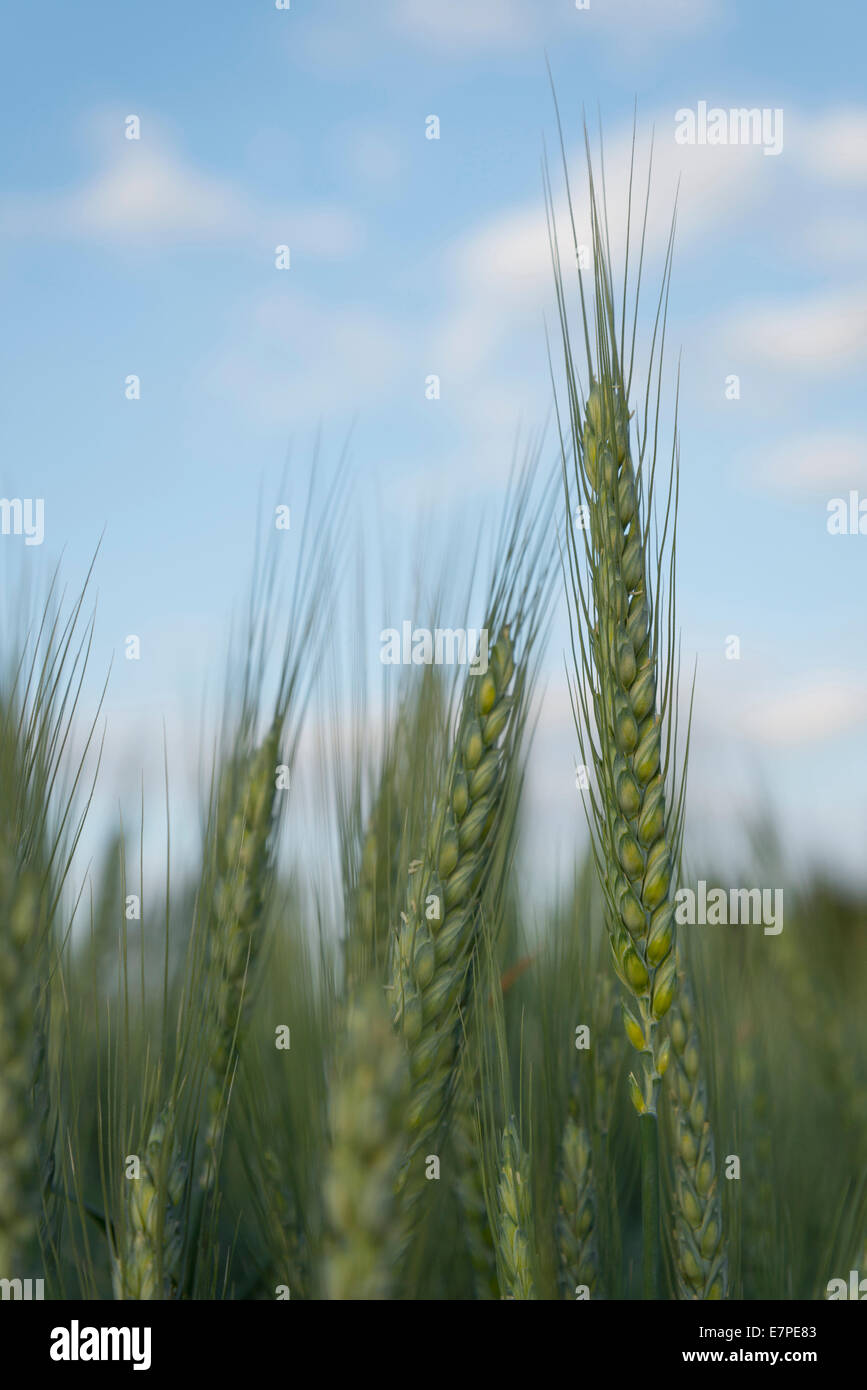 USA (Oregon), comté de Marion, dans le champ de blé Banque D'Images