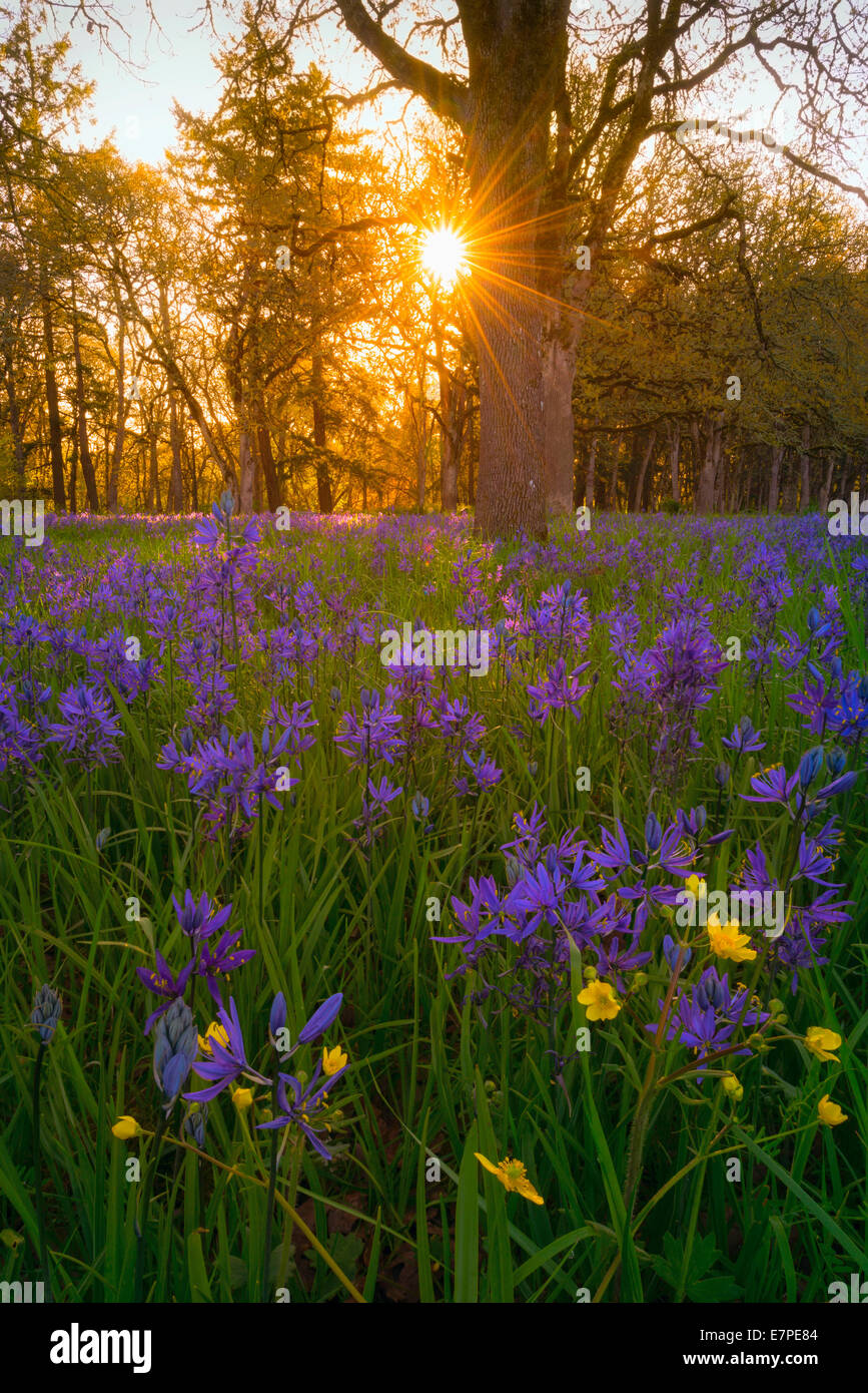 USA (Oregon), comté de Marion, dans la région de Camas prairie Banque D'Images