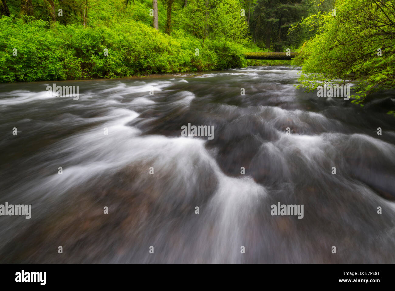 USA (Oregon), Silver Creek, un ruisseau en forêt Banque D'Images