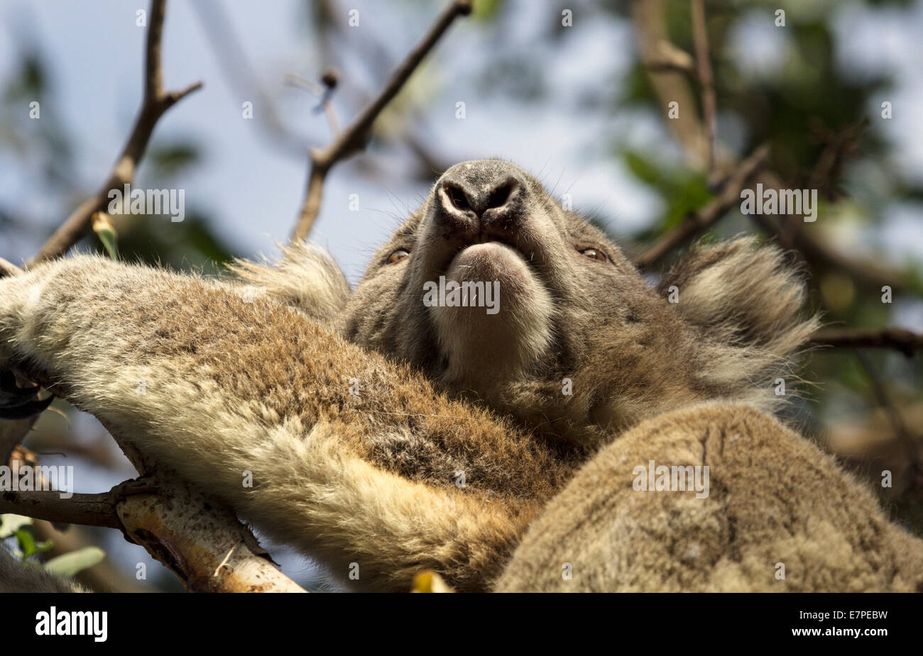 L'Australie, Victoria, Low angle de Koala on tree Banque D'Images