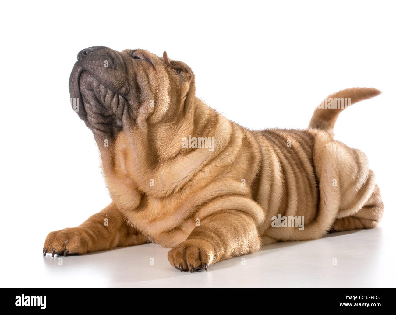 Chinese Shar Pei chiot portant jusqu'à la isolé sur fond blanc - 4 mois Banque D'Images
