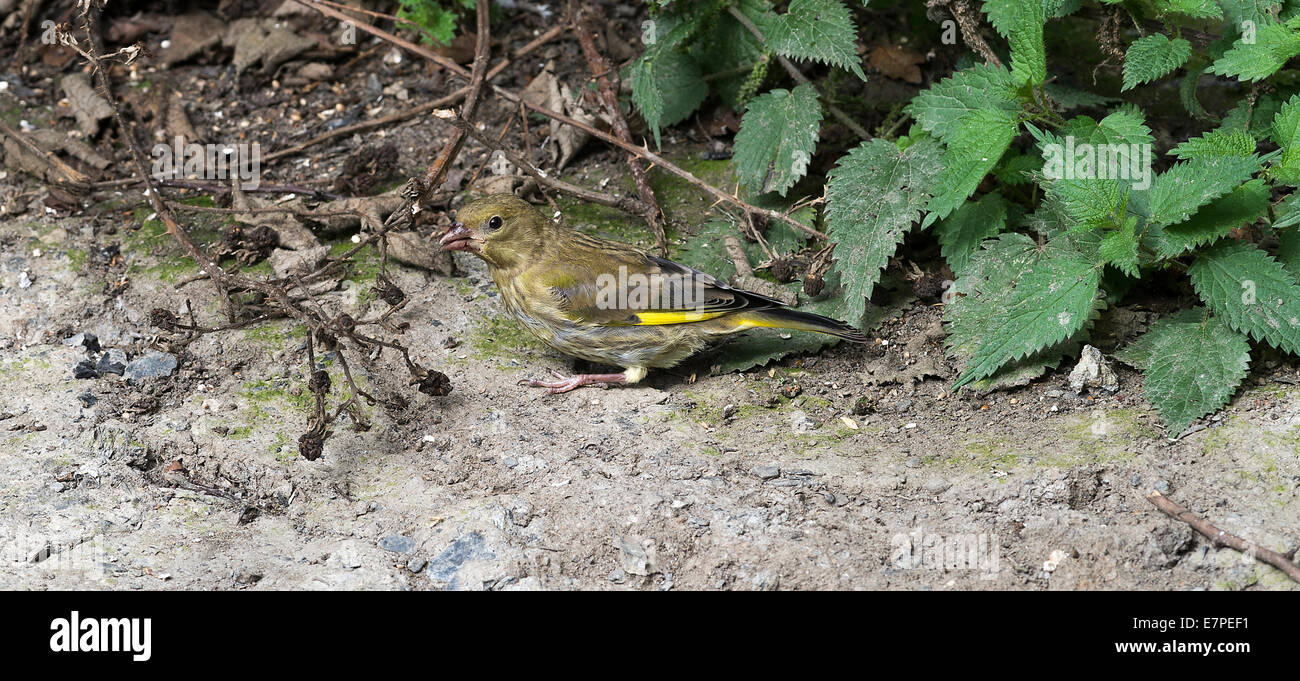 Verdier femelle se nourrissant de semences à Fairburn Ings près de Castleford West Yorkshire Angleterre Royaume-Uni UK Banque D'Images