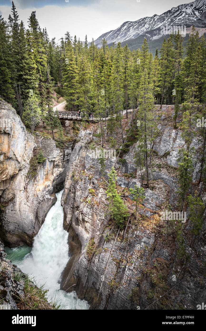 La rivière Sunwapta Falls, promenade des Glaciers, Jasper National Park, Alberta, Canada, Amérique du Nord. Banque D'Images