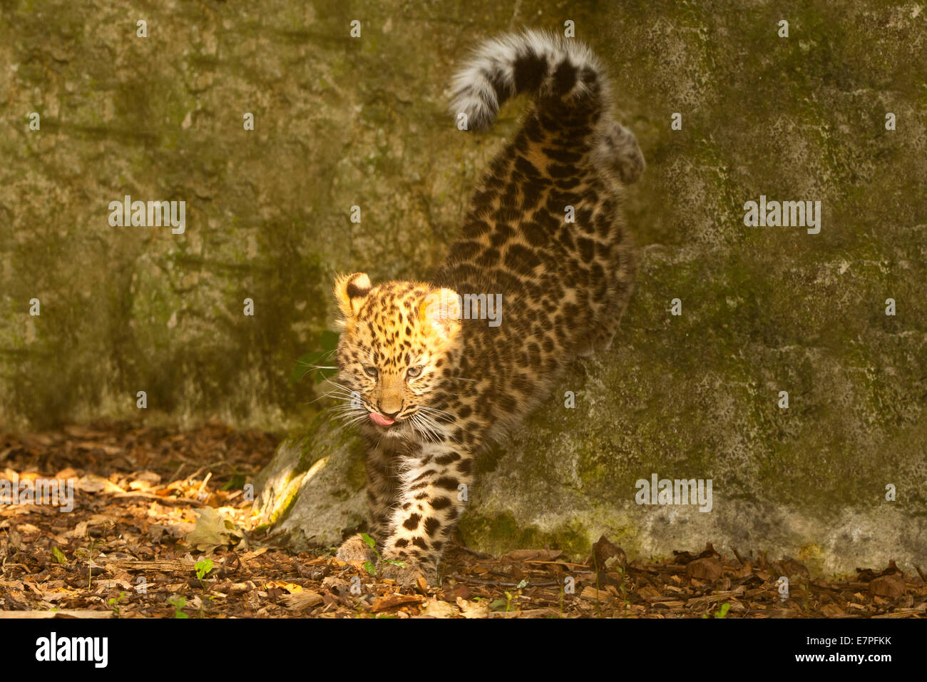 Amur Leopard Cub extrêmement rares (Panthera pardus orientalis) marcher sur les rochers Banque D'Images