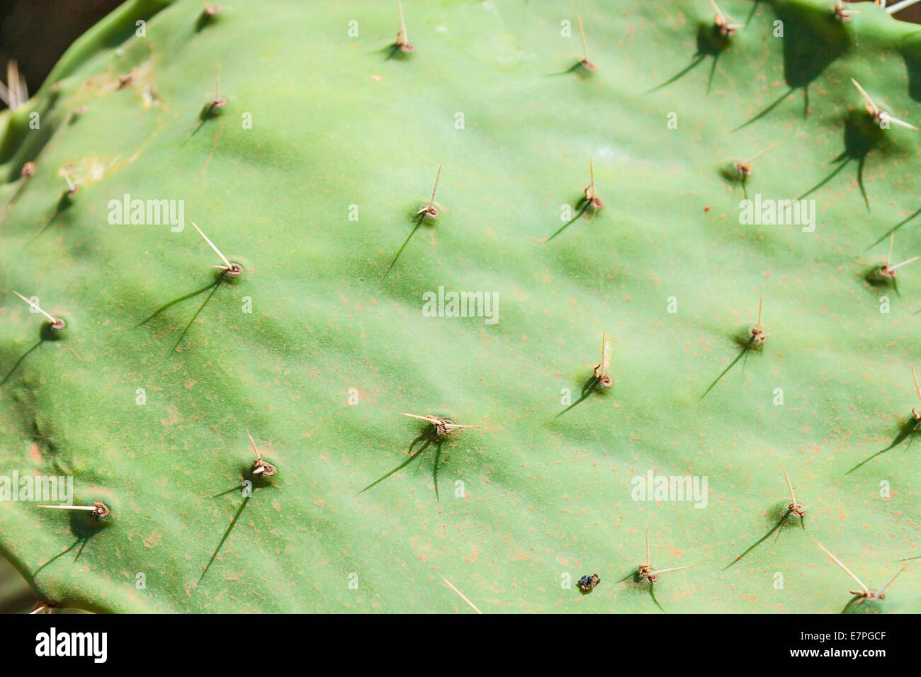 Cactus Opuntia Banque D'Images