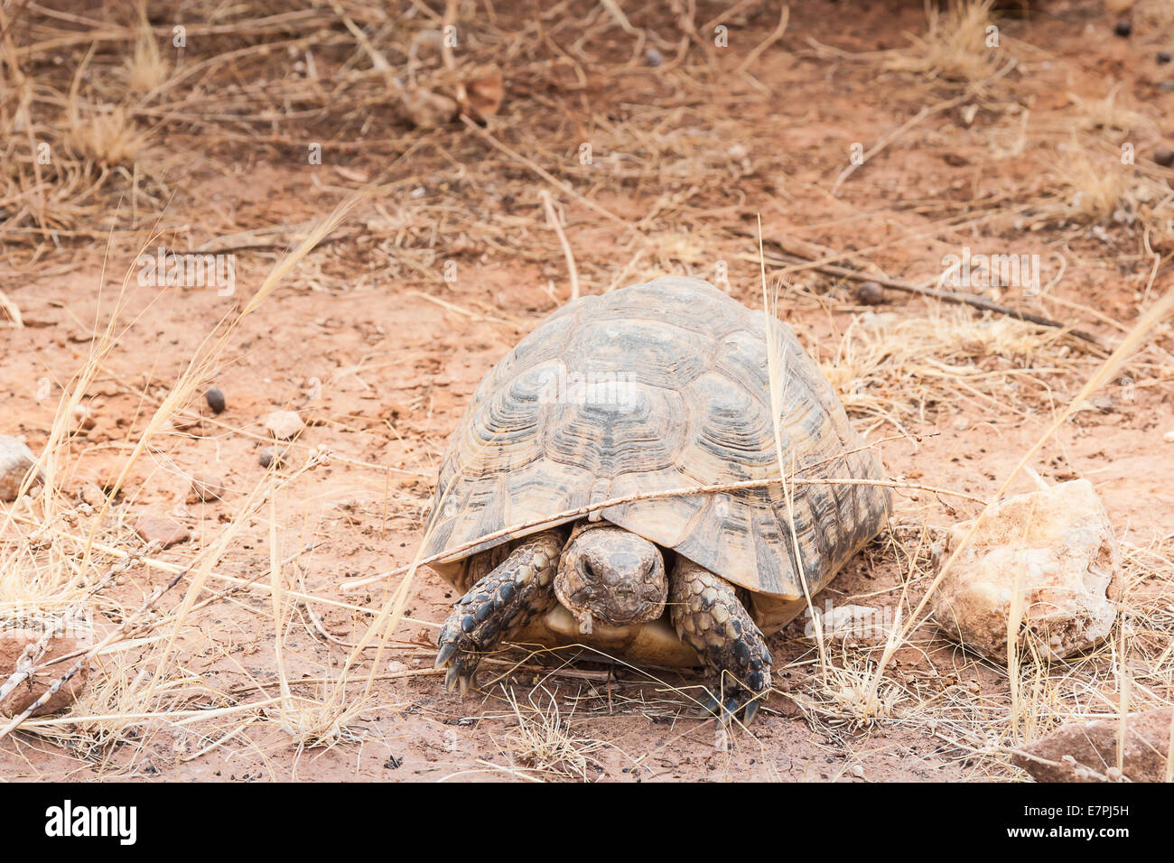 Tortue sur le terrain Banque D'Images