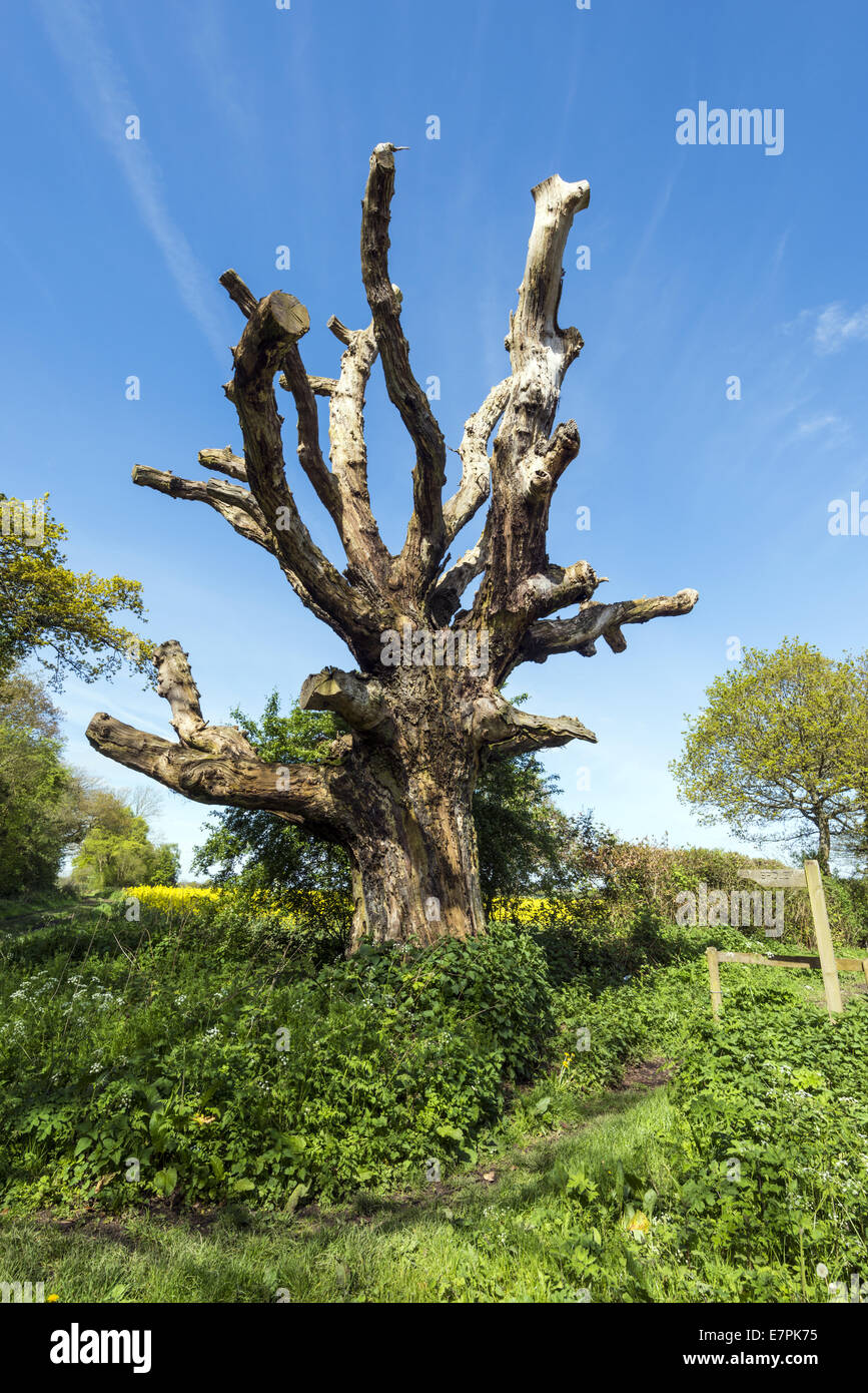 Grand arbre de chêne mort qui marque l'entrée dans le bois d'Orient Dodsley Stratton qui mène à Micheldever Woods Banque D'Images
