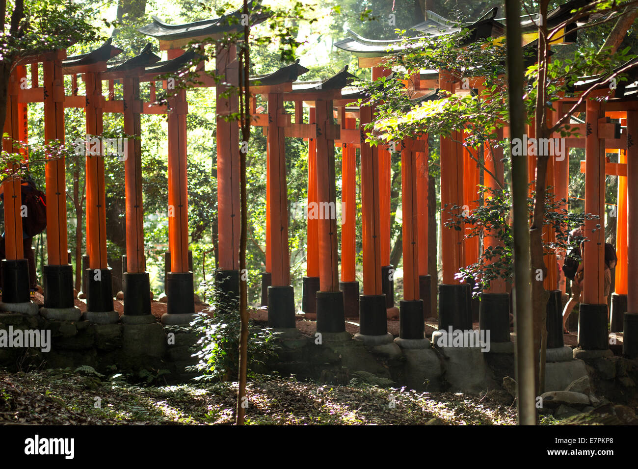 伏見稲荷大社 Fushimi Inari Taisha, Fushimi-ku, Kyoto, Japon. Banque D'Images
