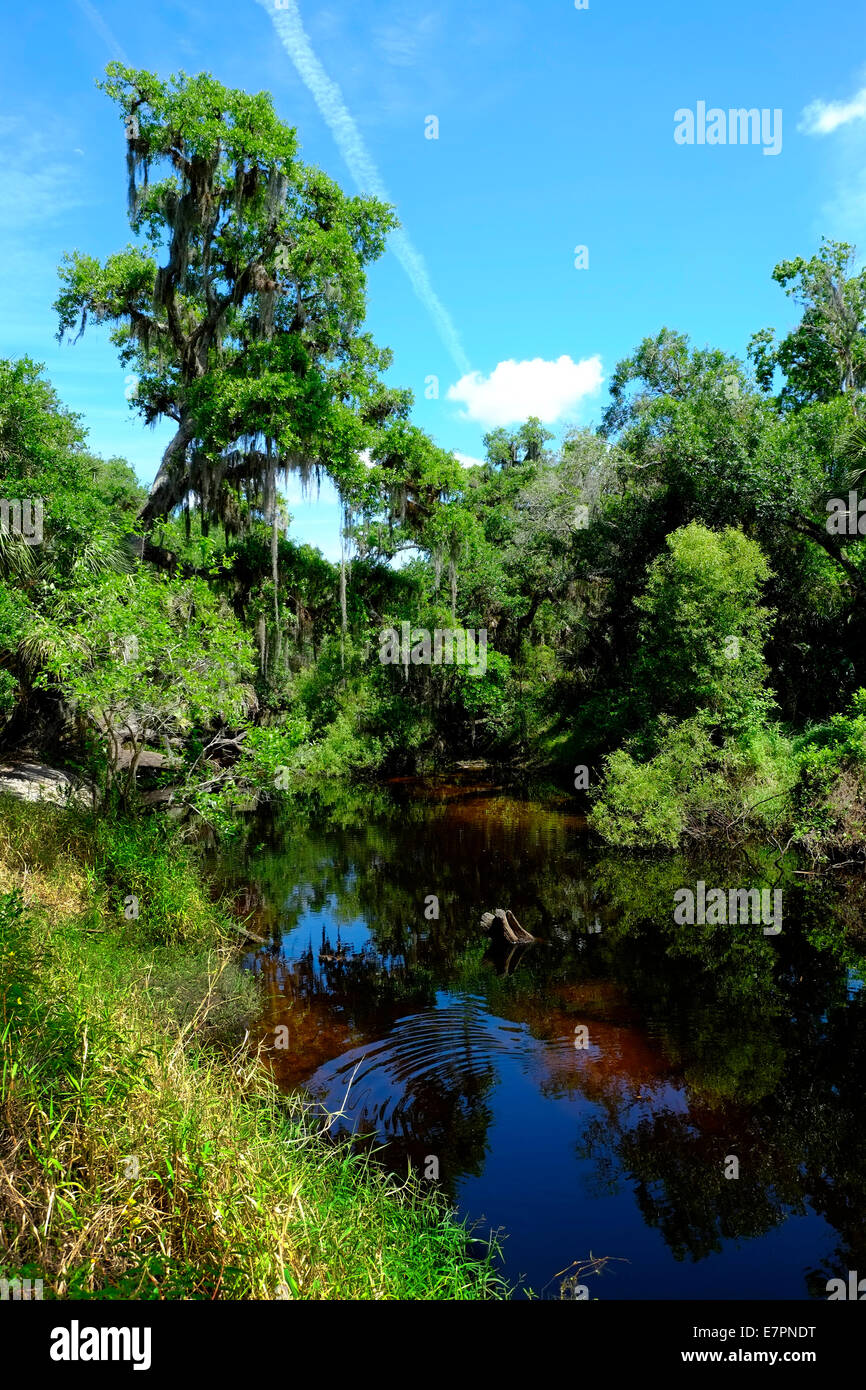 Myakka River State Park Sarasota Floride FL US USA Banque D'Images