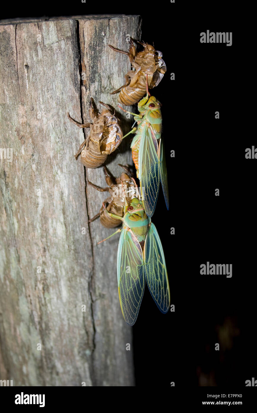 Fraîchement émergées de cigales adultes ils êtes nymphose Banque D'Images